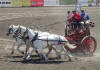 Mule Days Bishop CA 2011