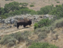 Catalina Buffalo