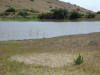 Catalina Island Airport Loop Hike