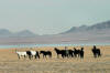 Wild Mustangs