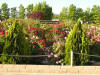 Mineral County Memorial Rose Garden