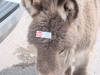 Do not feed baby burros in Oatman AZ