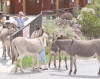 Wild burros in Oatman AZ