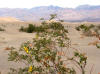 Mesquite Flat in Death Valley