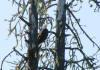 Bald Eagle on the Rogue River